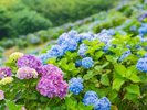 美の山公園のあじさい。6月中旬から6月下旬までが見頃を迎えます。
