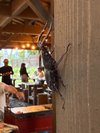 夏にはカブトムシやクワガタが姿を見せます。虫取り網・虫かごを販売しています。