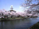 鶴岡公園桜�@