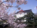 鶴岡公園桜�A