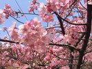 一足早い春の訪れ『河津桜』
