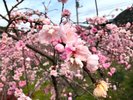 しだれ桃濃い赤や淡いピンクの桃が1本の木に咲きます。