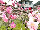 キュートな花びらの「しだれ桃」