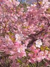 河津桜