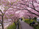 河津桜まつり
