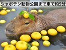 �ɓ��V���{�e����������