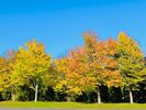 紅葉のはじまり
