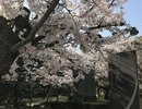 当館から徒歩10分以内の道後公園は桜のスポットです!