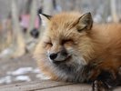■宮城蔵王キツネ村 可愛いキツネさんに出会えますよ♪ ※東北自動車道白石ICより車で約30分