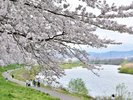 ■白石川堤一目千本桜 ※JR東北本線大河原駅より徒歩約3分