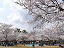 ◆西公園(桜)お花見スポットとして有名です