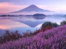 ラベンダーと共に写る富士山♪河口湖より撮影☆