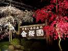 甲斐いちのみや『金桜園』桃の花のライトアップ♪