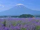 世界遺産『富士山』周辺まで車で約30分!