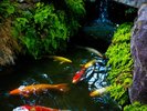日本庭園3