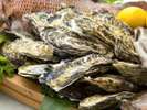 たつの市御津町室津で獲れた牡蠣は、清流揖保川のミネラルをたっぷり含んでいます。