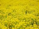 綾部山梅林側の菜の花畑 3月には菜の花まつりも開催されます。