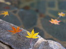 【かじかの湯】秋には紅葉が迷い込むことも