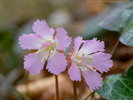 【周辺】美しい花巻の自然に癒されて
