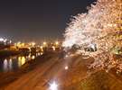 桜百選の名所■足羽川堤防■徒歩5分 ●夜桜●(画像提供:福井県観光連盟)