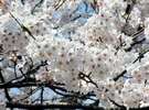 桜百選の名所■足羽川堤防■徒歩5分 ●昼桜●(画像提供:福井県観光連盟)