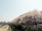 桜百選の名所■足羽川堤防■徒歩5分 ●昼桜●(画像提供:福井県観光連盟)