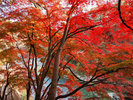 美しい水上温泉の紅葉