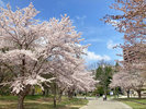 【周辺】中島公園 春爛漫の桜並木道
