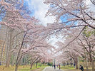 【周辺】桜満開の中島公園