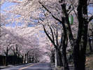 2月は河津桜まつり。3月は豆高原桜まつり。当館よりお車で河津まで1時間。伊豆高原まで30分。