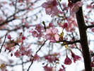 河津桜まつり。早咲きの河津桜でひと足早い春の訪れを♪