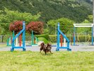 �yDOG PARK�z�A�W���e�B�ɒ���I