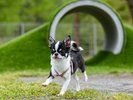 �yDOG PARK�z