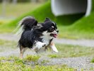 �yDOG PARK�z