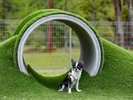 �yDOG PARK�z