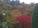 当楼の庭園の真っ赤に染まったもみじ
