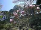 太陽に臨むシャクナゲ