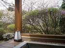 西館離れの露天風呂つきお部屋は目の前に桜の木が