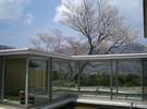 別邸「奥の樹々」のシンボル「大島桜」は4月下旬が見頃