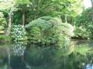 庭園の池を囲むようにアジサイが咲き誇ります