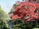 紅葉をのぞむ玄関
