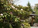 5月を代表するシャクナゲの花に囲まれた玄関