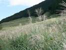 秋の始まり頃のススキの原野(9月上旬ごろ)