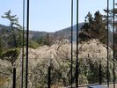 ホテル庭園【しだれ桜】