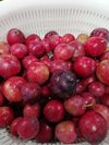 �v�����@�����܂����􂳂ā@���Ɏg���܂��傤���E�E�B