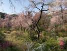 ◇原谷苑◇京の桜の隠れ里と称される、洛北エリアにある桜苑。