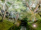 ☆東福寺ライトアップ☆05