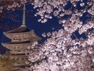 ◇東寺◇