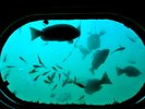 ���Y�C�������͐��[8m�̑�����C���̐��������ώ@�ł��鐅���فB���ق���Ԗ�10��