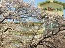 さくら温泉通り